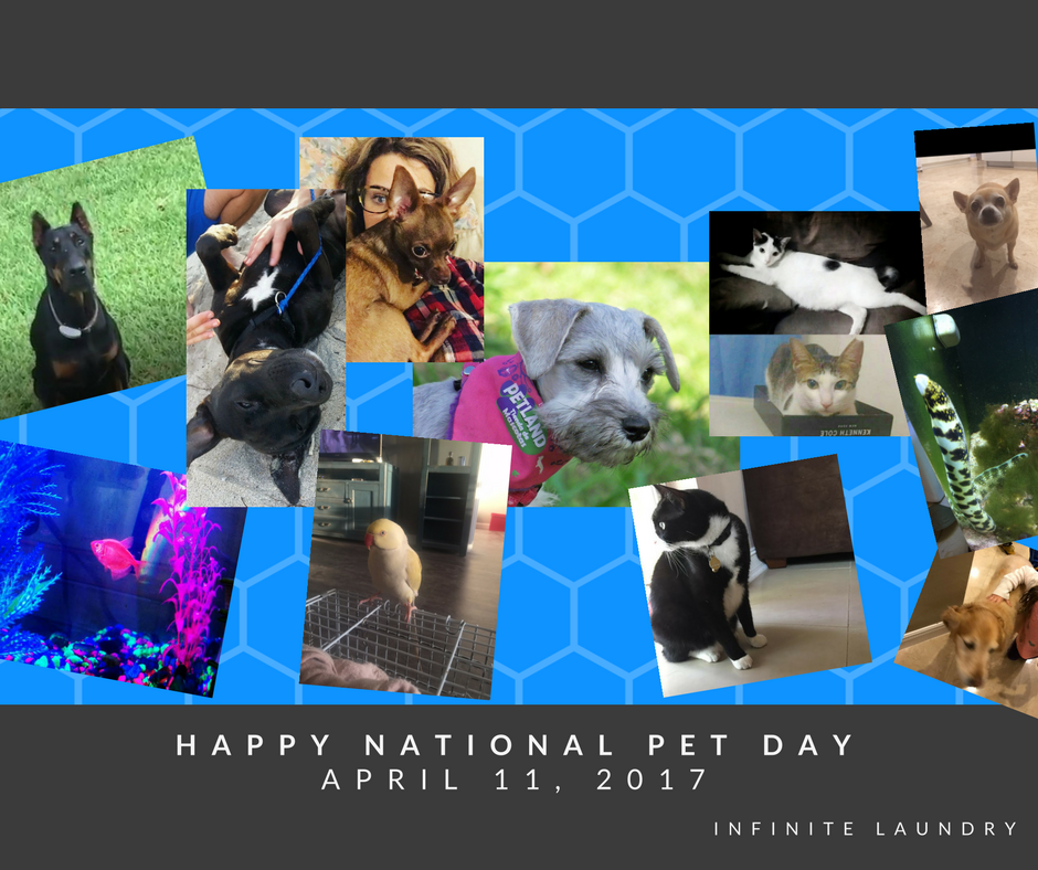HappyNational Pet Day 2017 (4)